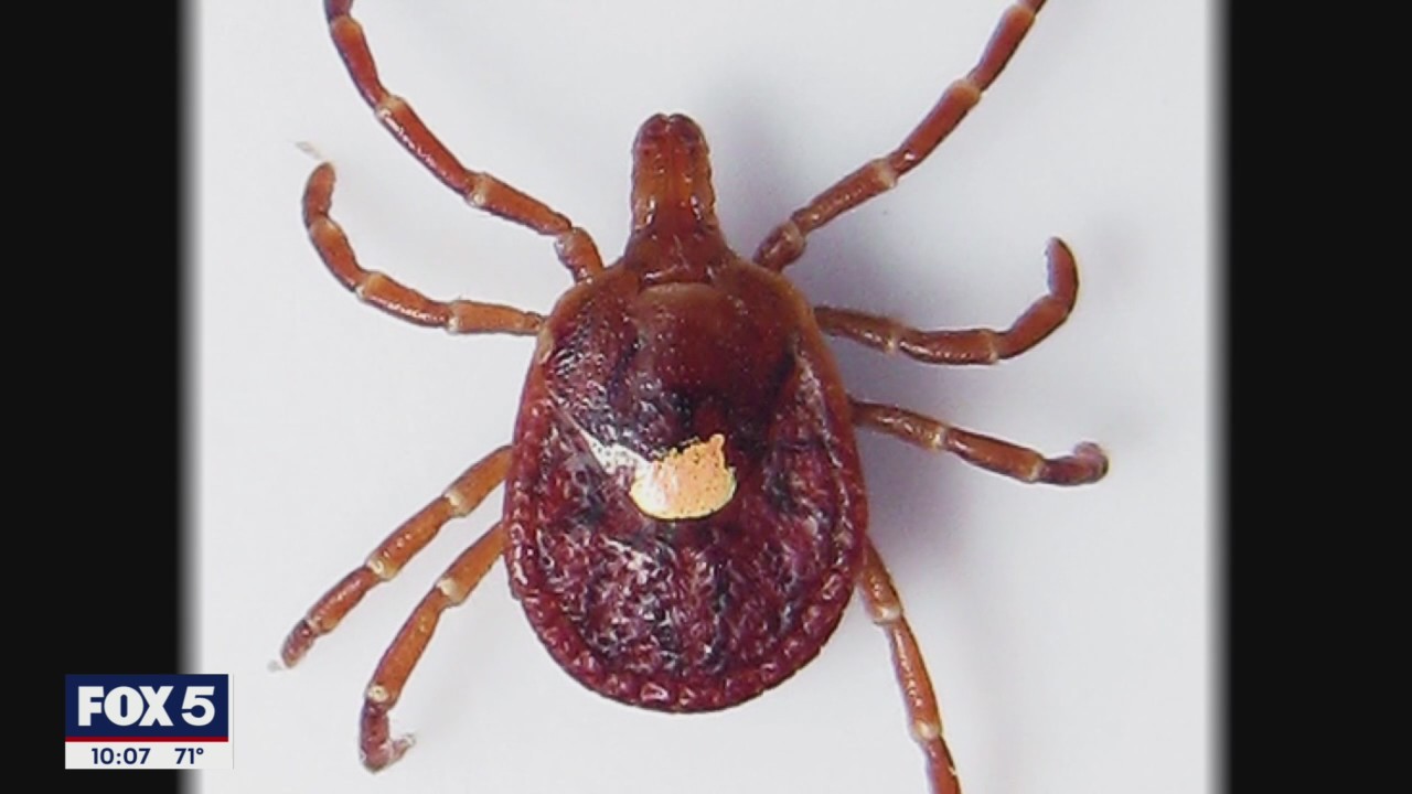 Warning about specific type of tick now showing up in our region | FOX 5 DC