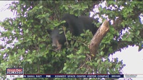 FWC to discuss black bear hunt next week