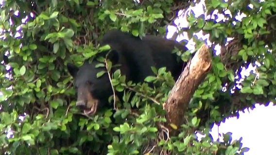 FWC releases proposed bear hunt guidelines
