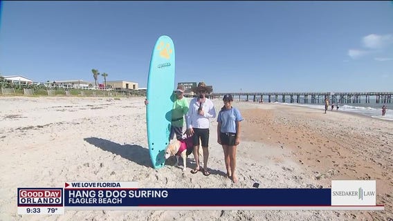 Hang 8 dog surfing in Flagler Beach