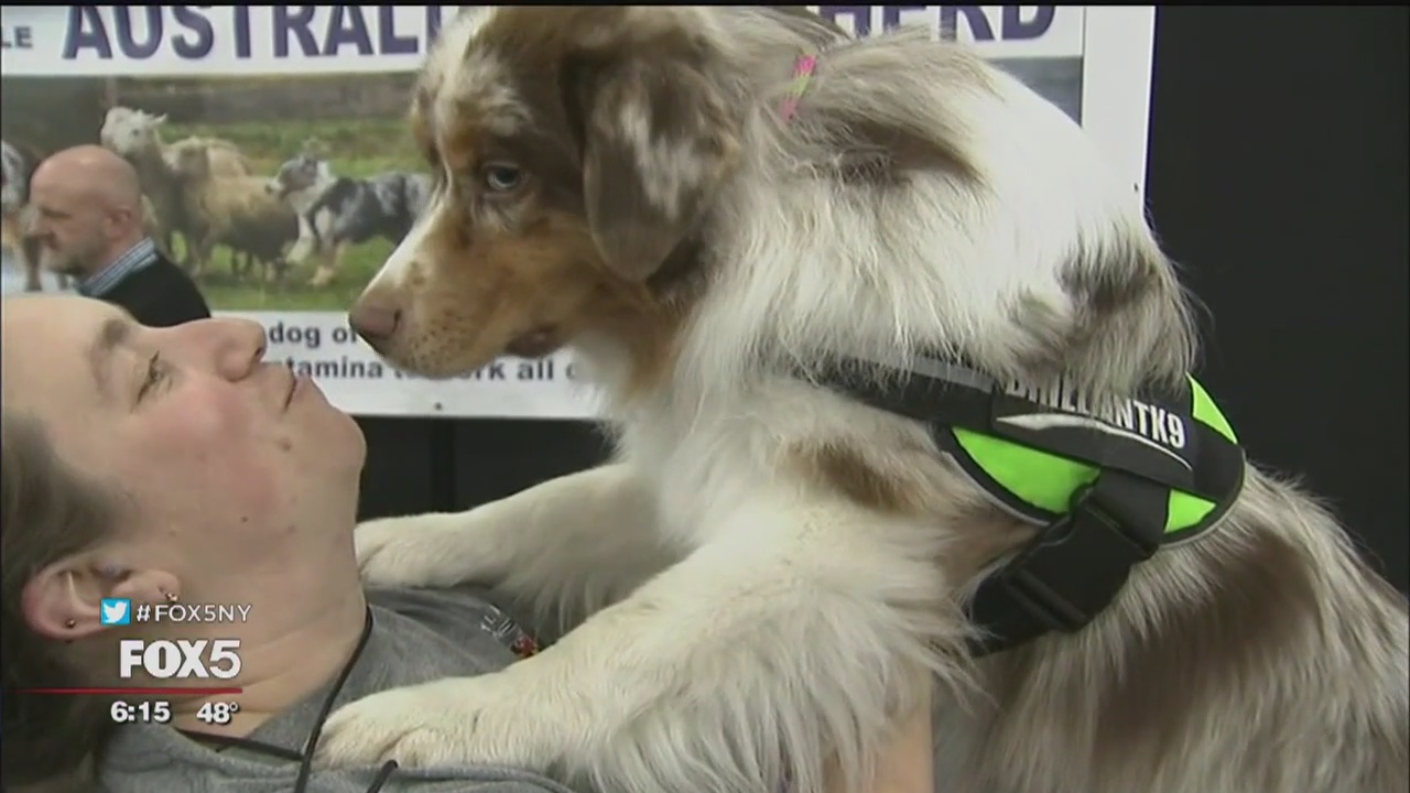 AKC hosts 11th annual Meet the Breeds event at Javits Center