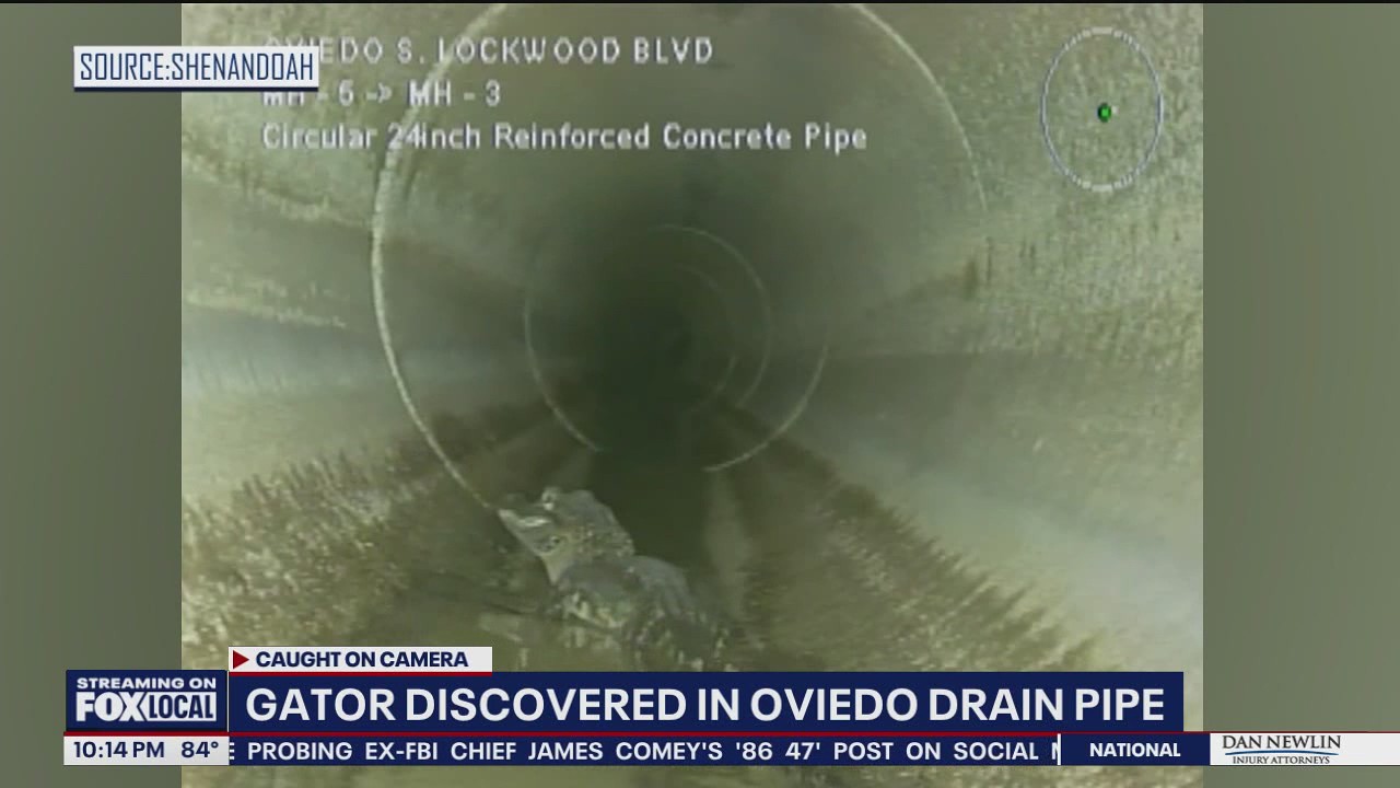 Young Florida alligator finds comfort in drain pipe