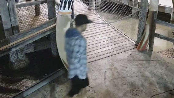 Florida man steals baby gator from mini golf business