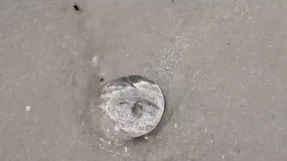 Jellyfish sting nearly 100 beachgoers in Daytona Beach