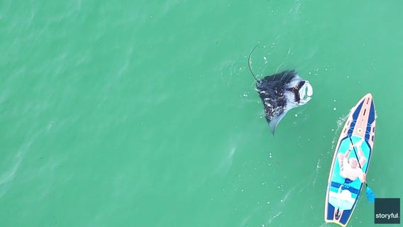 WATCH: Giant manta ray dives underneath Florida paddleboarder