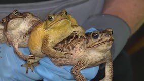 Cane toads that pose risks to pets are back in Florida