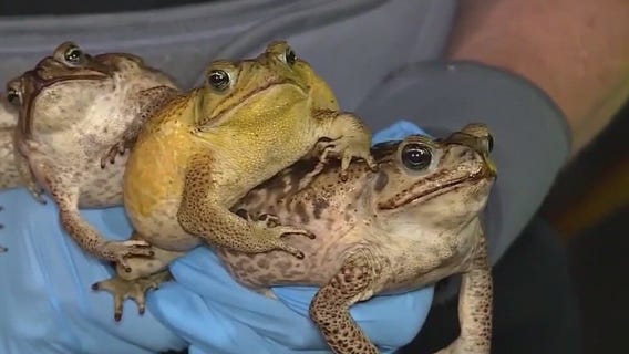 Cane toads that pose risks to pets are back in Florida