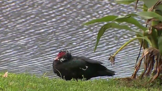 Aggressive duck leaves Florida neighbors on edge