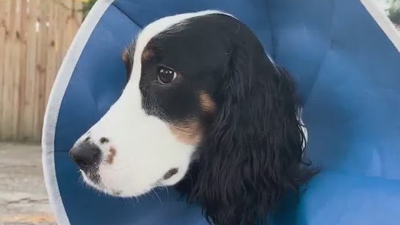 Puppy recovering after vicious dog park attack