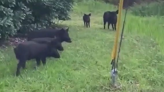 Hogs causing havoc in Palm Coast neighborhood