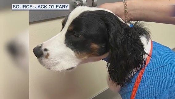 Puppy injured in dog park attack