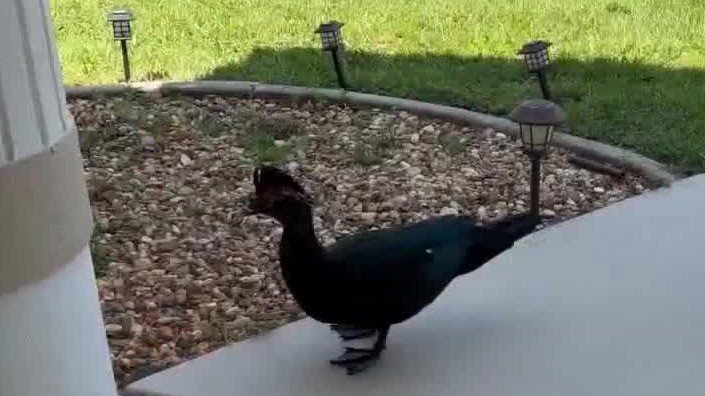 Angry duck finds his new sanctuary in Ocala