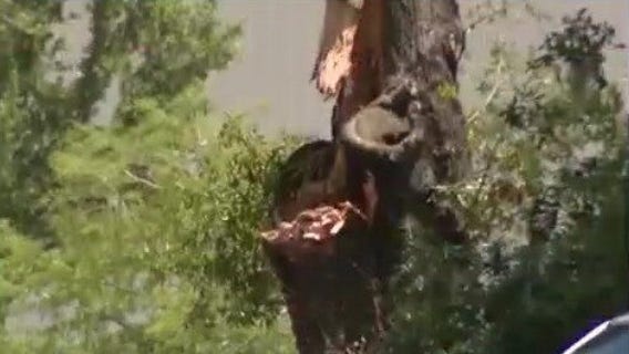 Florida landscaper dies after tree falls during storms