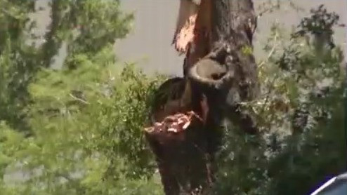 Florida landscaper dies after tree falls during storms