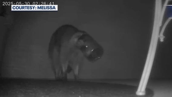 Raccoon caught on camera with jar stuck on head in Port Orange