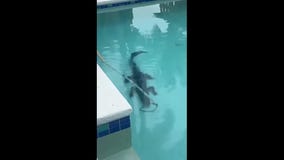 Gator removed from Florida swimming pool