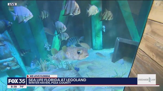Sea Life Florida at Legoland: What to expect
