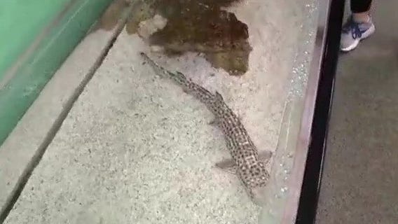 SeaWorld Orlando offering summer day camps