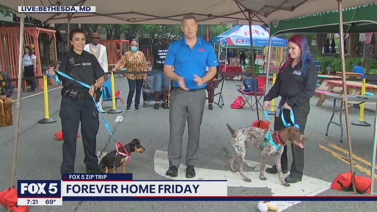 FOX 5 ZIP TRIP: Forever Home Friday in Bethesda