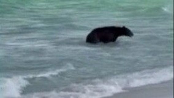Black bear spotted swimming at Florida beach
