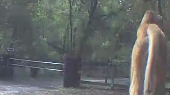 Monkey caught on camera in family's backyard in Lake County