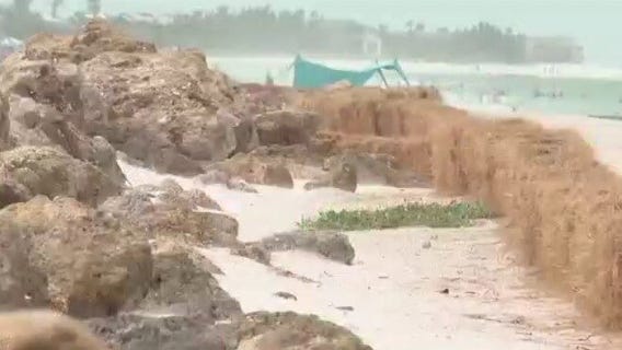 Hay bales to protect sea turtles and hatchlings