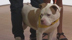 Adopt-A-Pet: Meet Tanner