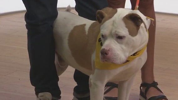 Adopt-A-Pet: Meet Tanner