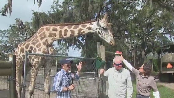 What's new at Giraffe Ranch?