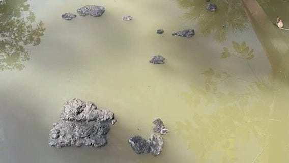 Stinky sewage pools around Palm Bay homes