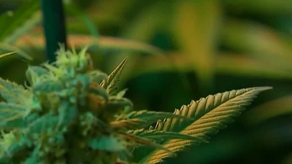 Cannabis use surges among U.S. seniors