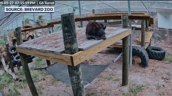 Brevard Zoo bear rehab center welcomes new residents