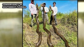 Florida organization sets record for python captures