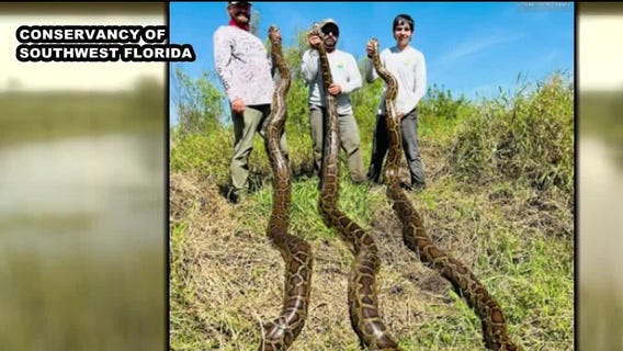 Florida organization sets record for python captures