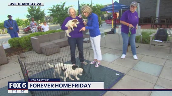 FOX 5 Zip Trip Chantilly: Forever Home Friday