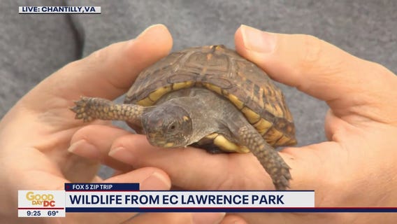FOX 5 Zip Trip Chantilly: Wildlife from EC Lawrence Park