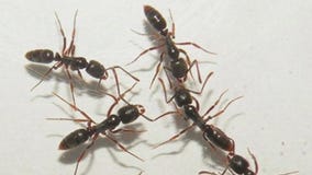 'Asian needle ants' are now in Florida