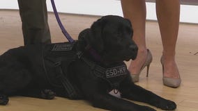 Meet K9 Storm from the Seminole County Sheriff's Office