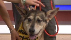 Adopt-A-Pet: Meet Maci