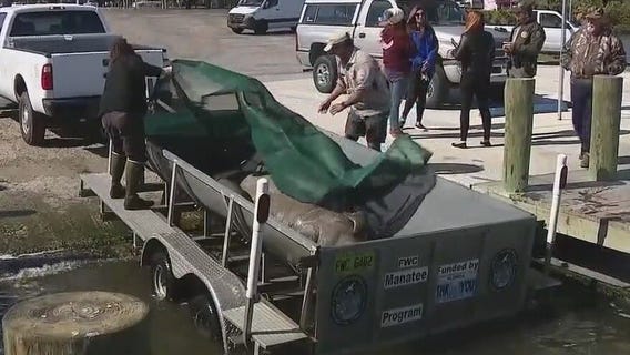 Brevard County has highest manatee deaths this year: FWC