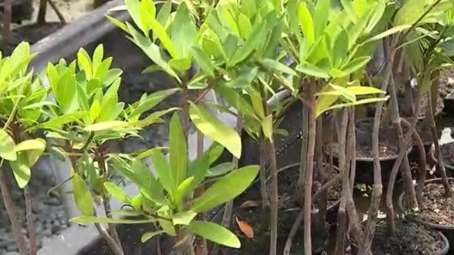 Volusia County inmates growing mangroves
