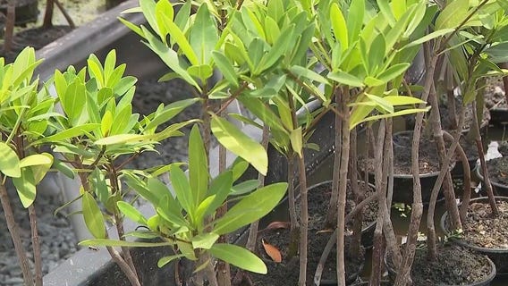 Inmates helping to protect the Florida coastline