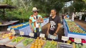 Mango Madness takes over at The Reid Farm