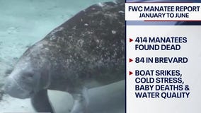 Brevard County manatee deaths spiking