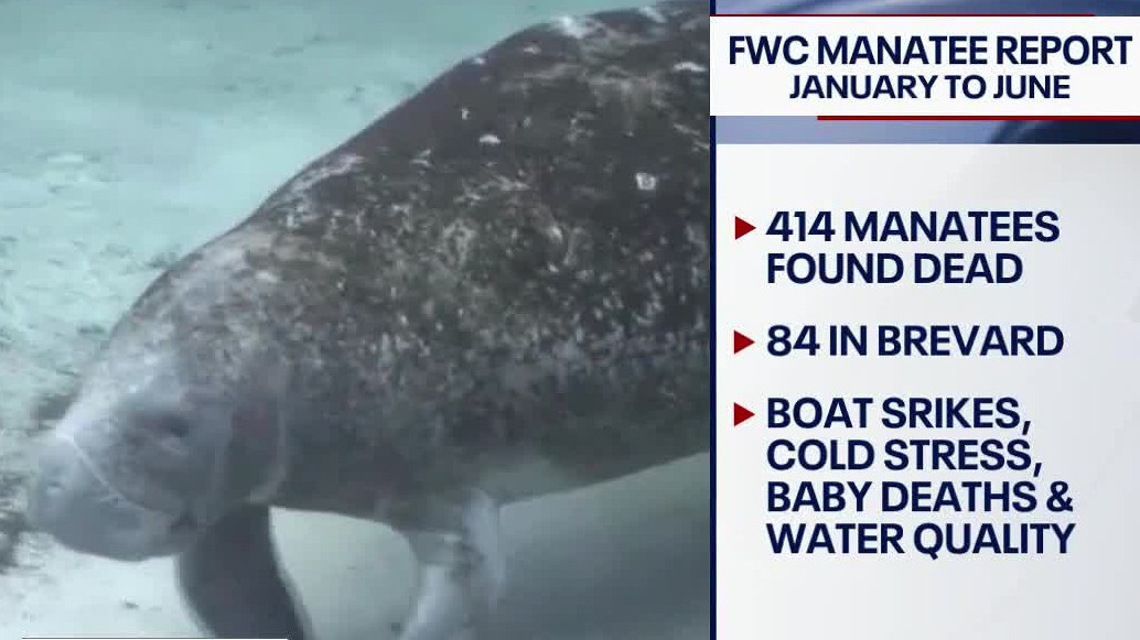 Brevard County manatee deaths spiking