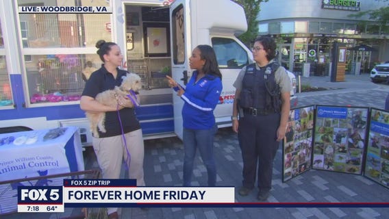 FOX 5 Zip Trip Woodbridge: Forever Home Friday