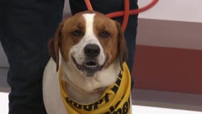 Adopt-A-Pet: Meet Caroline