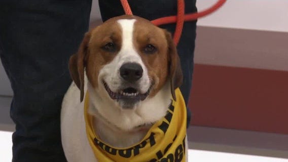 Adopt-A-Pet: Meet Caroline