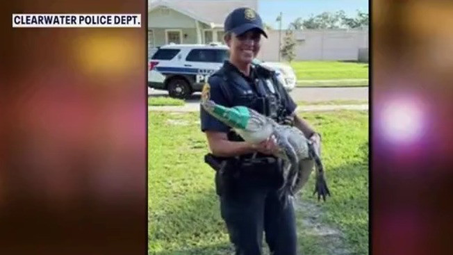 Only in Florida: Alligator edition