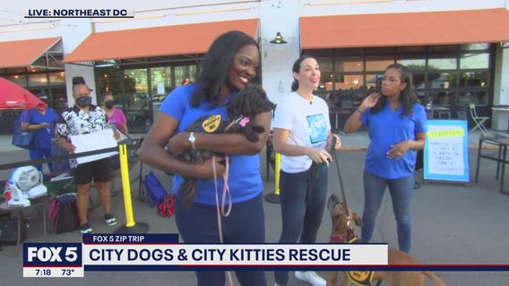 FOX 5 Zip Trip Union Market: Forever Home Friday